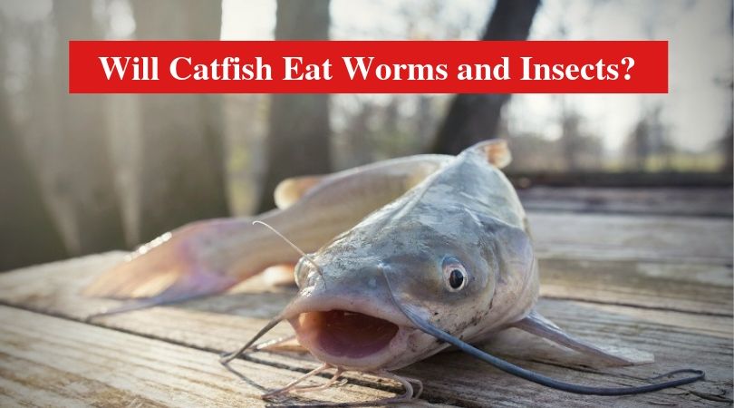 Will Catfish Eat Worms and Insects?