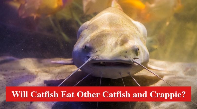 Will Catfish Eat other Catfish and Crappie?