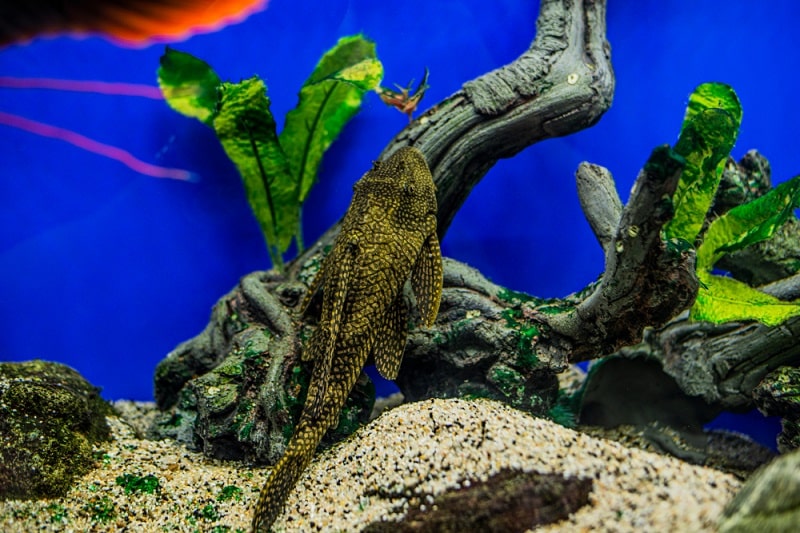 What Catfish Are Suitable For Aquariums?