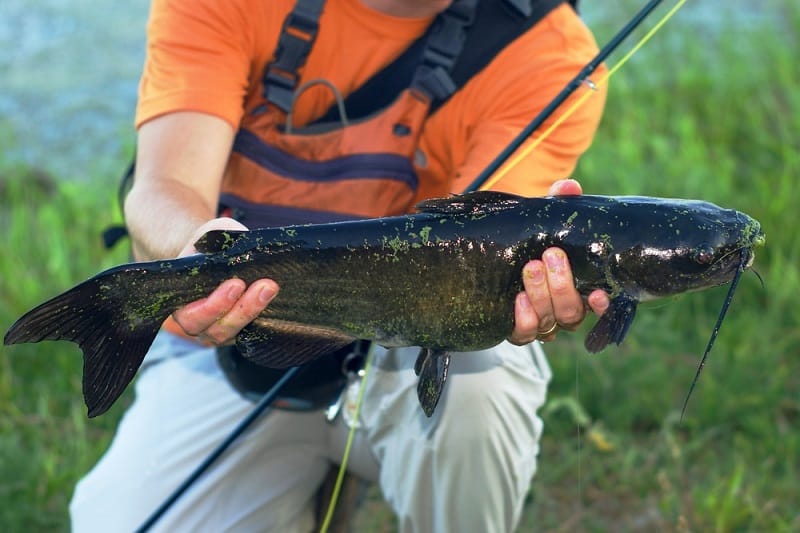 Catfish Lake Fishing: Useful Tips To Catch Catfish in Lakes