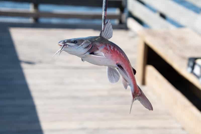 Catfish Spines: Are They Poisonous?