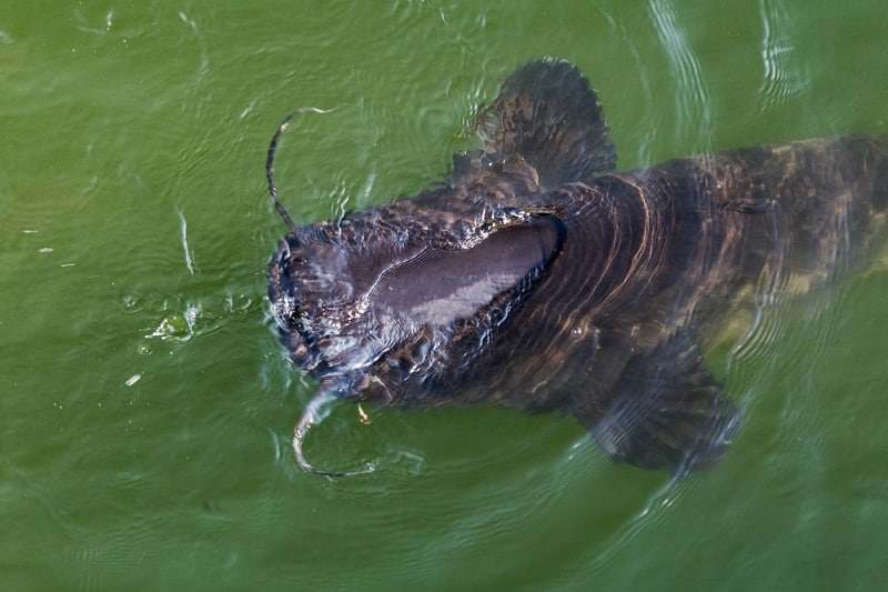Catfish Sting And Barbs What You Need To Know Hookedoncatfish Catfish Sting And Barbs What You Need To Know Hookedoncatfish