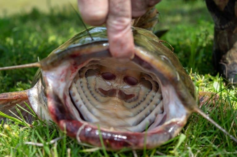 Catfish Teeth Here's What You Need To Know HookedOnCatfish