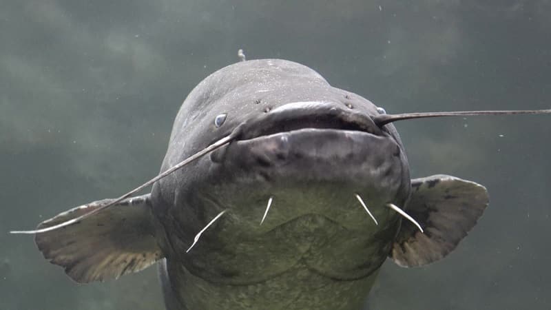 Catfish Whiskers: What You Need To Know - HookedOnCatfish