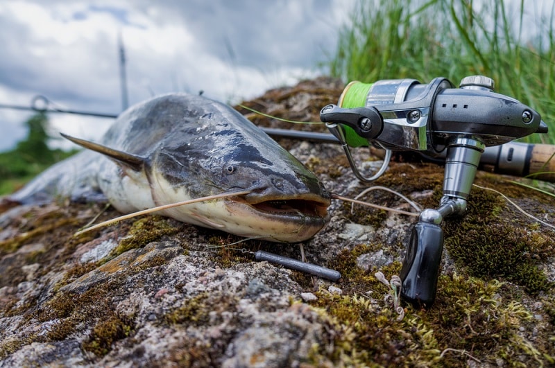 Catfishing Tips: Everything You Need to Know
