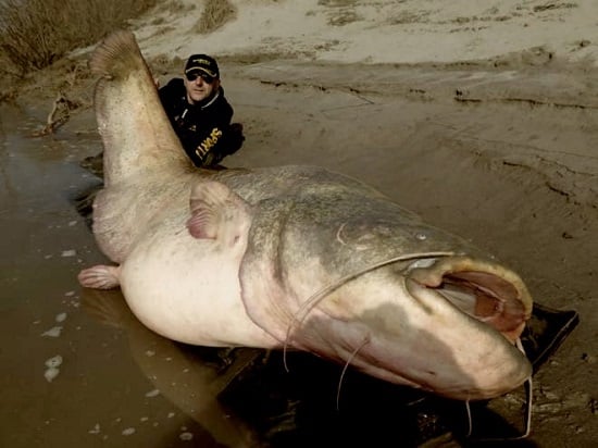 Dino Ferrari Largest Wels Catfish Caught ©Photo From Sportex Italia