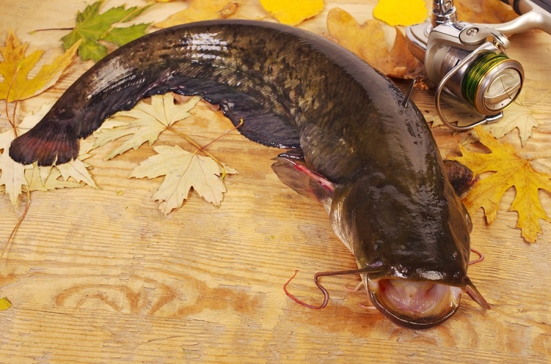 Fishing Tips: How to Catch Catfish - HookedOnCatfish