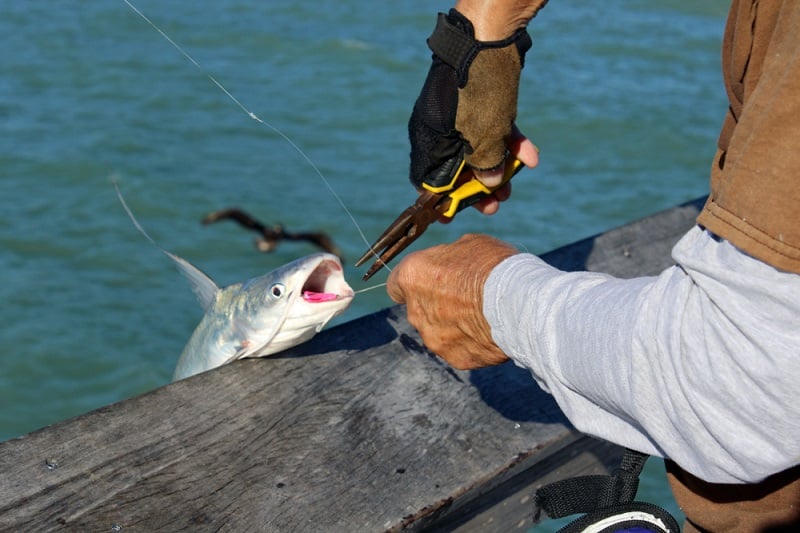 Catfishing Guide: How to Unhook a Catfish
