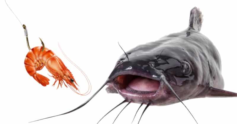 How To Use Shrimp for Catfish Bait - HookedOnCatfish
