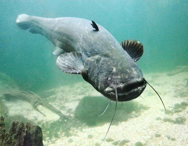 Wels Catfish Facts: What is a Wels Catfish?