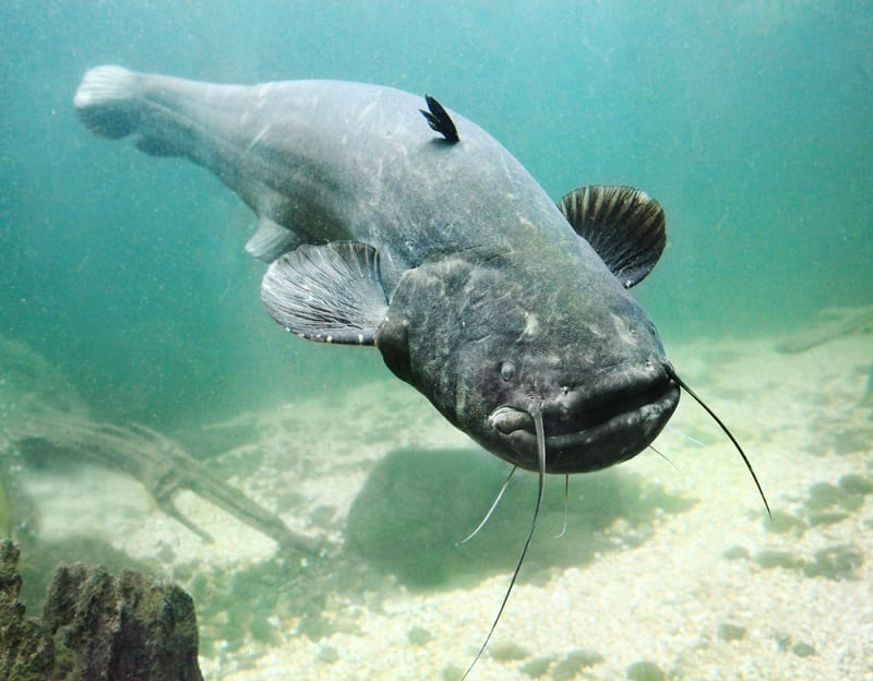 Wels Catfish