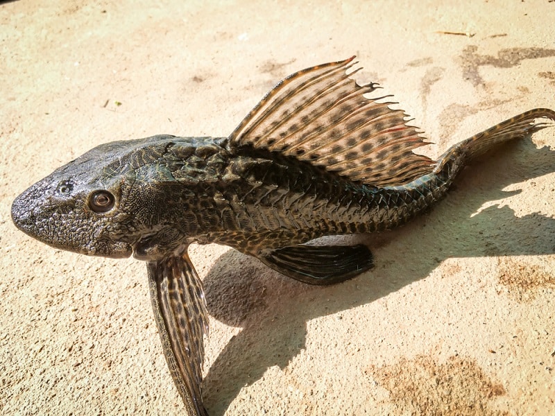 Armored Catfish Facts: What is An Armored Catfish?