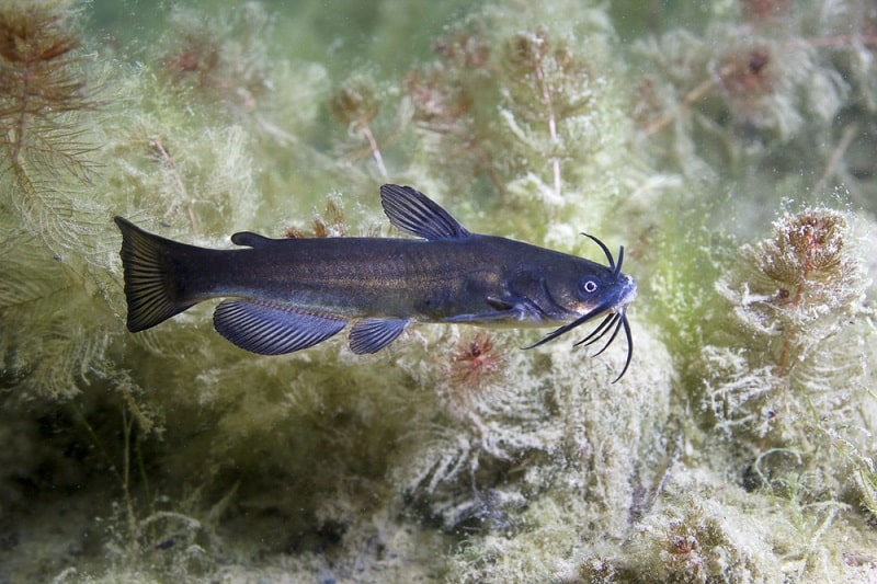 Bullhead Catfish