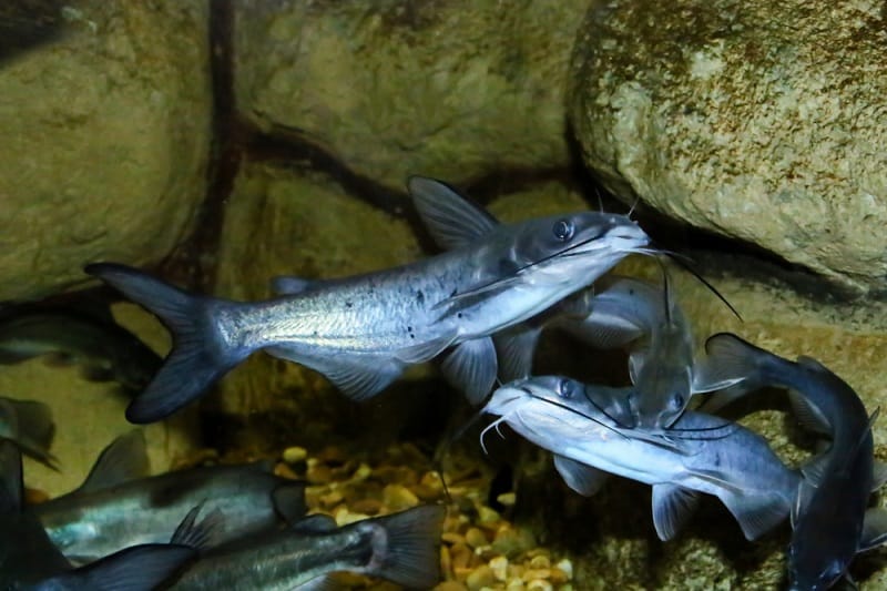 Channel Catfish Facts: What is a Channel Catfish?
