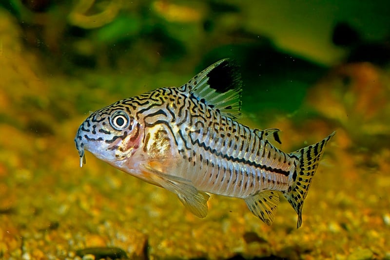 Cory Catfish Facts: What is a Cory Catfish?