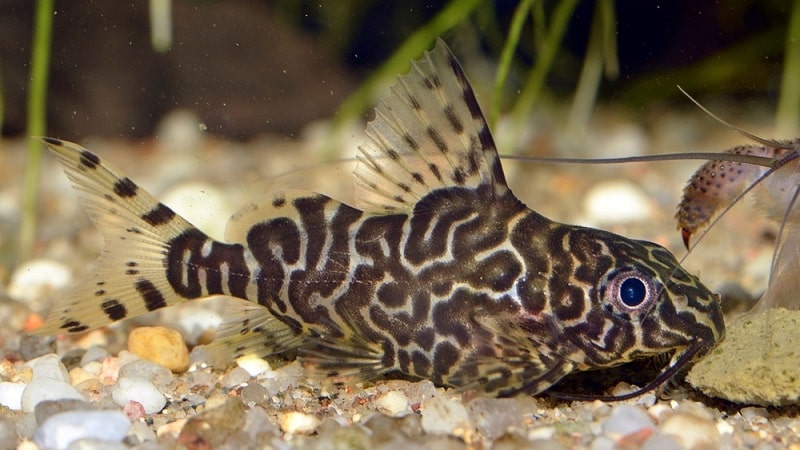 Featherfin Catfish Facts: What is a Featherfin Catfish?