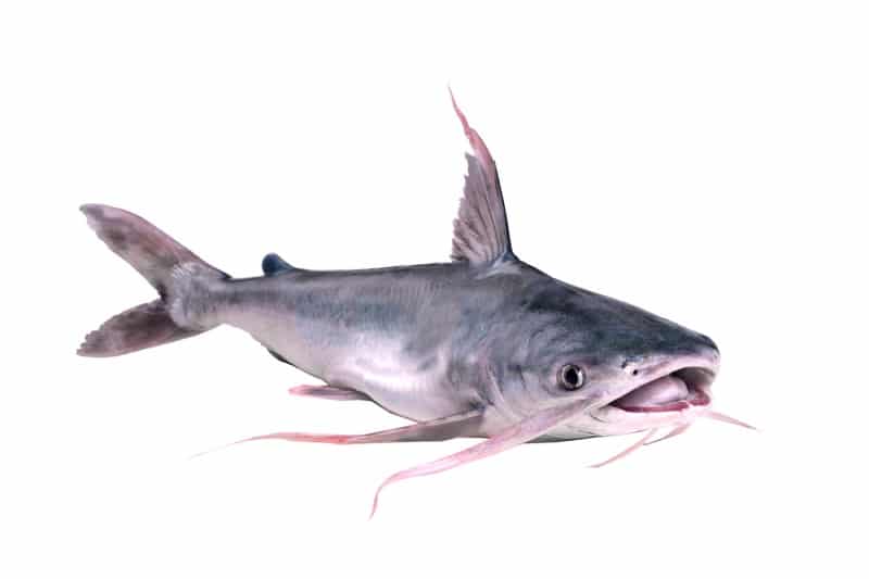 Gafftopsail Catfish Facts: What is a Gafftopsail Catfish