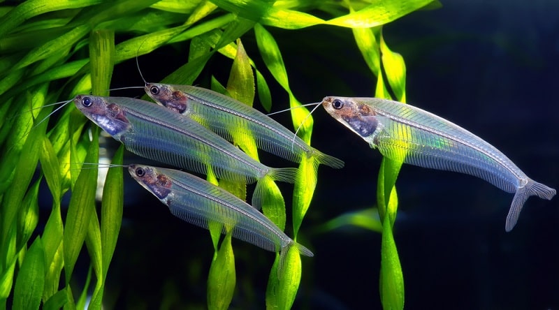 Glass Catfish Facts: What is a Glass Catfish?