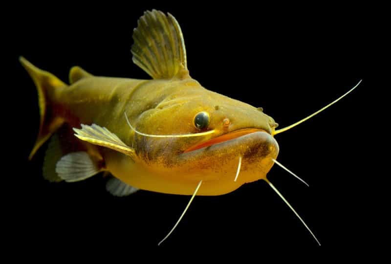 Gulper Catfish Facts: What is a Gulper Catfish?