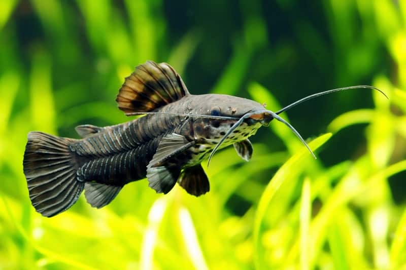 Hoplo Catfish Facts: What is a Hoplo Catfish?
