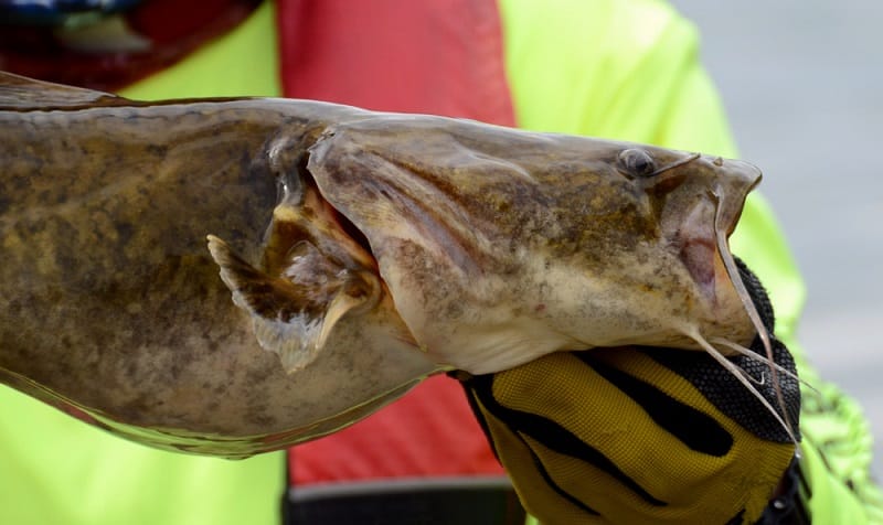 Flathead Catfish