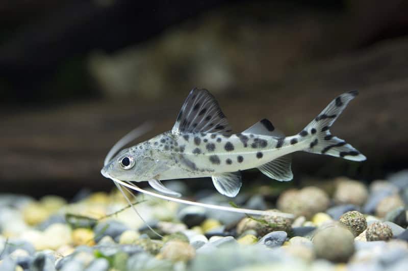 Pictus Catfish Facts: What is a Pictus Catfish?