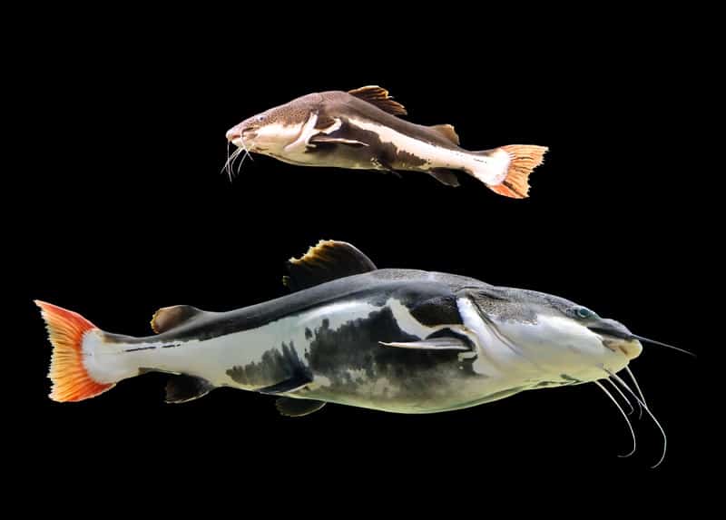 Redtail Catfish Facts: What is a Redtail Catfish? - HookedOnCatfish