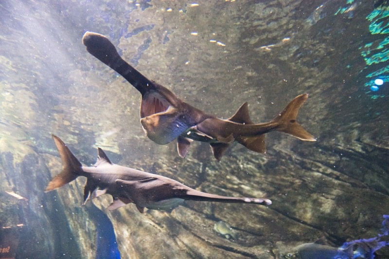 Spoonbill Catfish Facts: What is a Spoonbill Catfish?
