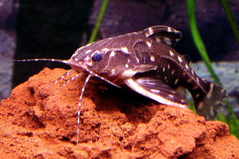 Spotted Raphael Catfish Facts: What is a Spotted Raphael Catfish?