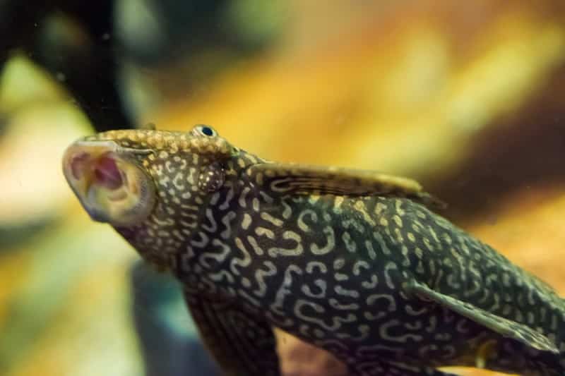 Suckermouth Catfish Facts: What is a Suckermouth Catfish?