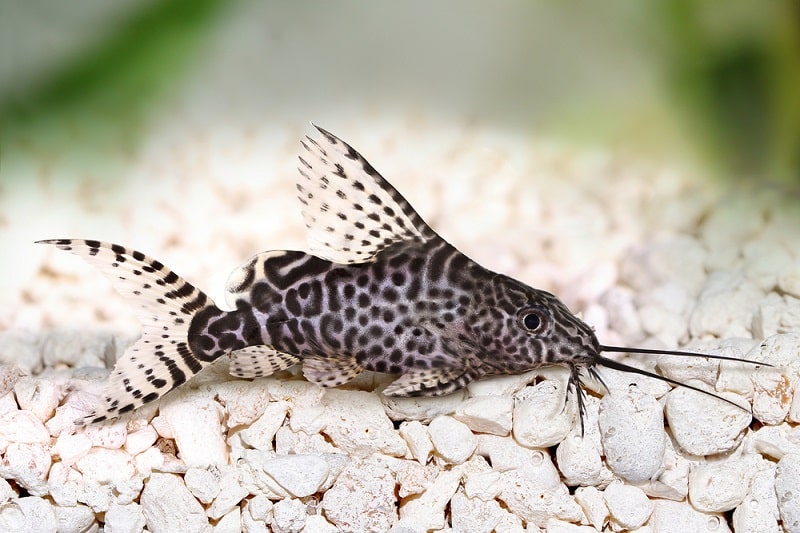 Synodontis Catfish: What is a Synodontis Catfish?
