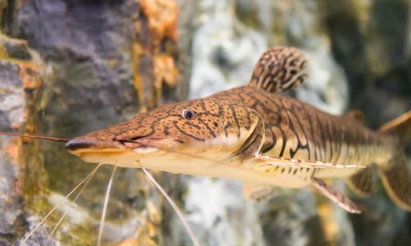 Tiger Shovelnose Catfish Facts: What is a Tiger Shovelnose Catfish?