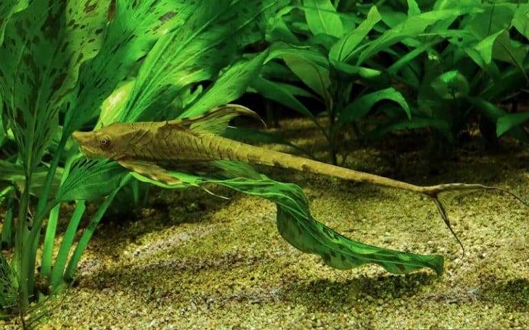 Whiptail Catfish Facts: What is a Whiptail Catfish? - HookedOnCatfish