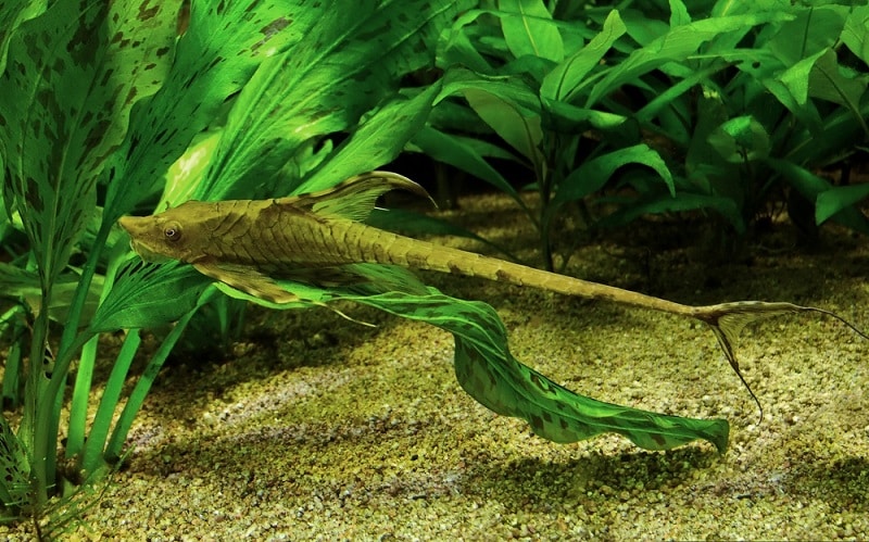 Whiptail Catfish Facts: What is a Whiptail Catfish?