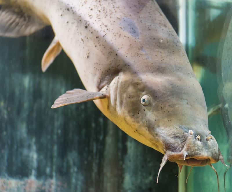 Electric Catfish