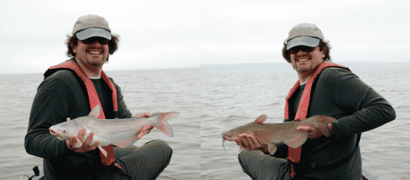 Catfish Comparison: Blue Catfish vs. Channel Catfish