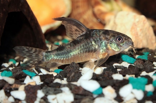 Blue Leopard Cory