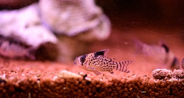 Blue Spotted Corydoras