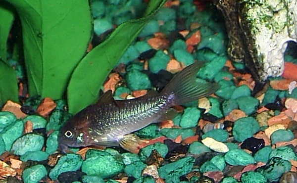 Bronze Cory