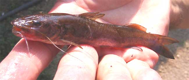 Chiapas Catfish