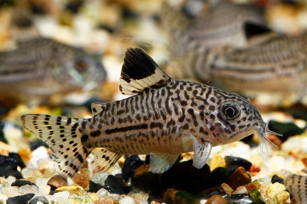 Corydoras Trilineatus