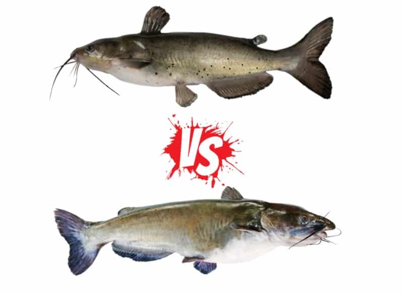 Catfish Comparison: Flathead vs. Channel Catfish