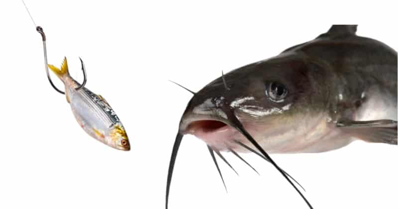Catfish Bait: Can You Use Frozen Shad? - HookedOnCatfish