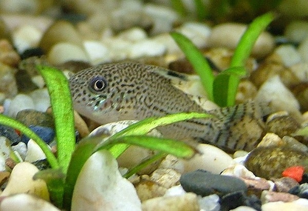 Julii Cory Catfish