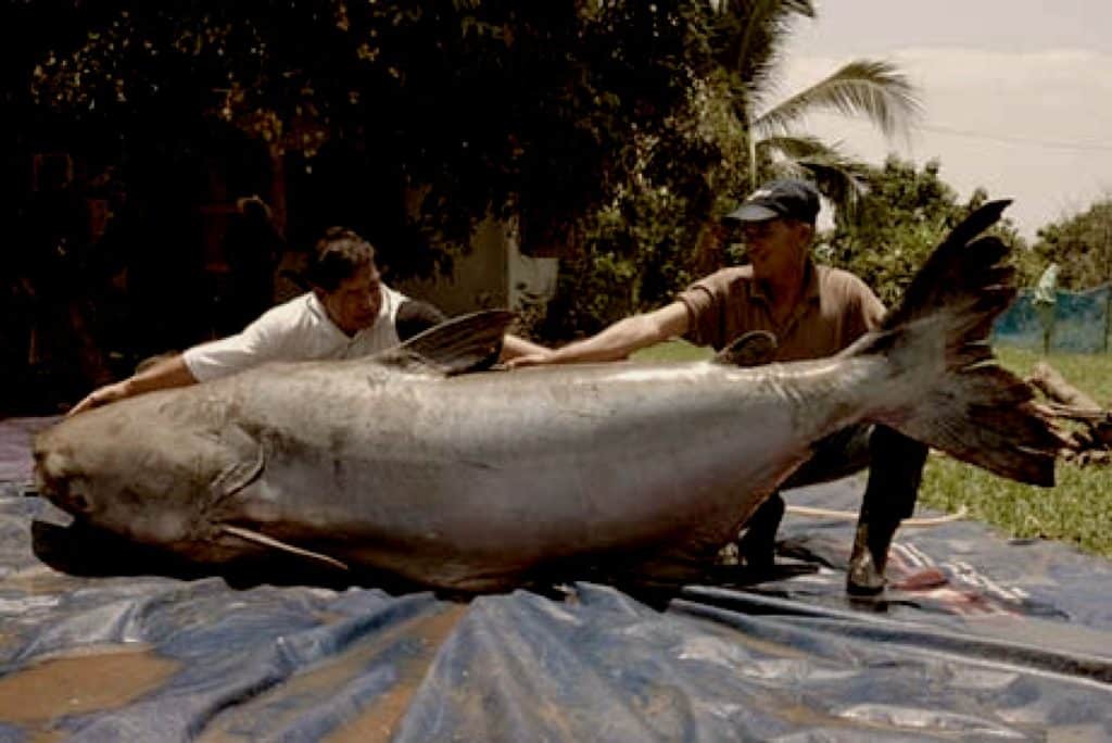 World's Largest Mekong Catfish Caught ©Photo from Suthep Kristsanavarin