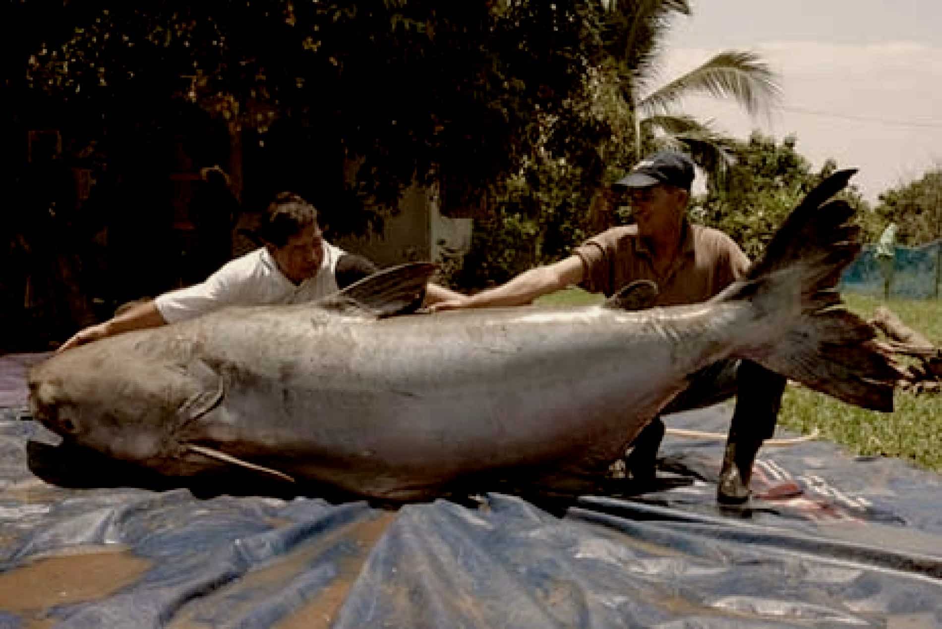 World Record Catfish A List of The Biggest Catfish HookedOnCatfish