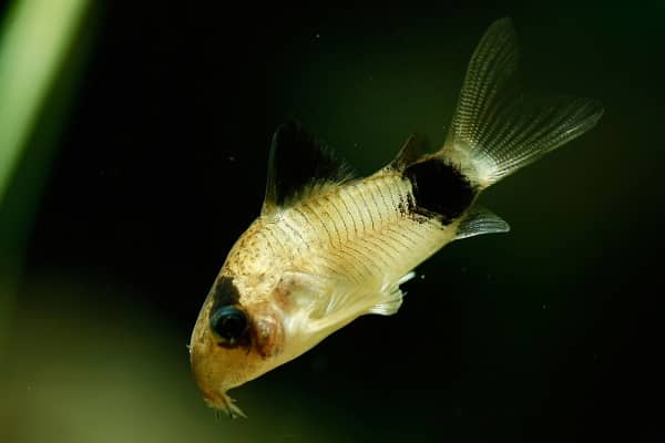 Panda Corydoras