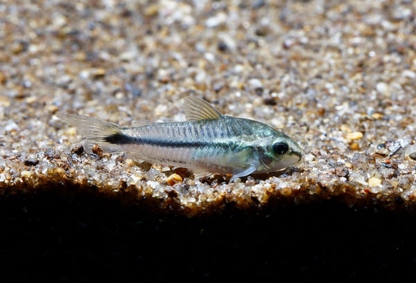 Pygmy Cory Catfish