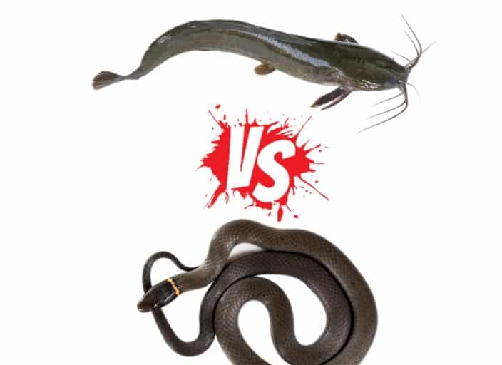 Catfish vs Snake: What's the Difference?