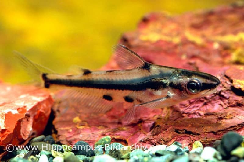 Shadow Catfish Facts: What is a Shadow Catfish? ©Photo by Hippocampus-Bildarchiv